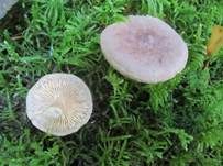 Blasser Duftmilchling, Foto 34