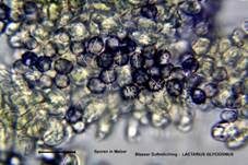 Blasser Duftmilchling, Foto 35