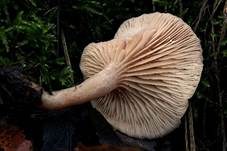 Blasser Duftmilchling, Foto 6