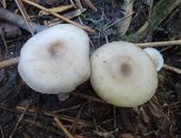 Blasser Duftmilchling, Foto 7