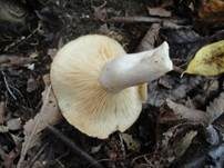 Blasser Duftmilchling, Foto 8