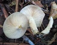 Blasser Duftmilchling, Foto 9
