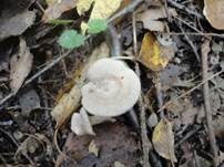 Blasser Duftmilchling, Foto 10