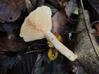 Blasser Duftmilchling, Foto 11