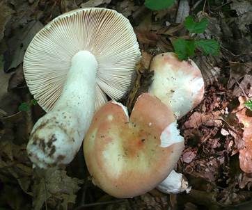 Netzflockiger Rosatäubling, Foto 2