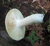Netzflockiger Rosatäubling, Foto 13