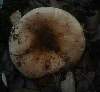 Netzflockiger Rosatäubling, Foto 5