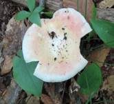 Netzflockiger Rosatäubling, Foto 7
