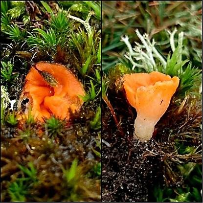 Netzigsporiges Moosschälchen, Foto 3