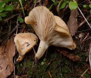Netzsporiger Buchenmilchling, Foto 2
