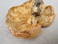 Netzsporiger Buchenmilchling, Foto 12