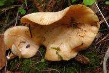 Netzsporiger Buchenmilchling, Foto 13