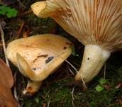Netzsporiger Buchenmilchling, Foto 14