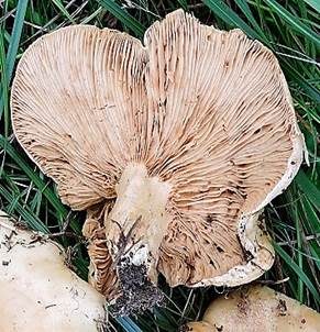 Netzsporiger Buchenmilchling, Foto 4