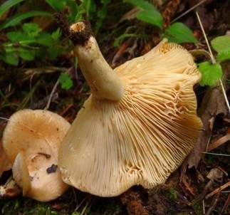 Netzsporiger Buchenmilchling, Foto 5