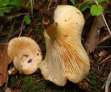 Netzsporiger Buchenmilchling, Foto 6