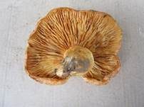 Netzsporiger Buchenmilchling, Foto 8