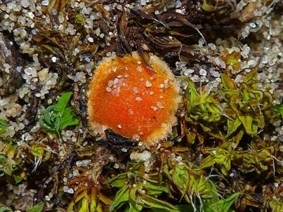 Netzsporiger Moosling, Foto 3