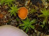 Netzsporiger Moosling, Foto 22
