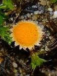 Netzsporiger Moosling, Foto 23