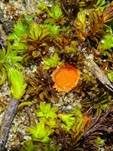Netzsporiger Moosling, Foto 33