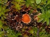 Netzsporiger Moosling, Foto 40