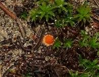 Netzsporiger Moosling, Foto 7