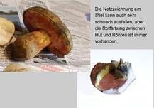 Netzstieliger Hexenröhrling, Foto 21