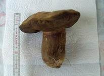 Netzstieliger Hexenröhrling, Foto 29