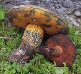Netzstieliger Hexenröhrling, Foto 42