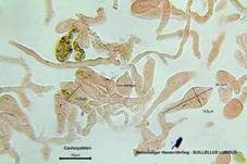 Netzstieliger Hexenröhrling, Foto 56