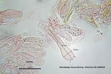 Netzstieliger Hexenröhrling, Foto 60