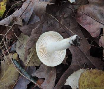 Nichtverfärbender Schneckling, Foto 5