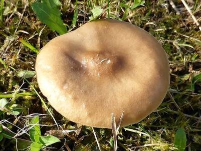 Niedriger Weichritterling, Foto 2