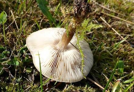 Niedriger Weichritterling, Foto 3