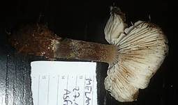 Niedriger Weichritterling, Foto 15