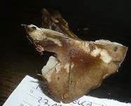 Niedriger Weichritterling, Foto 16