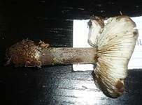 Niedriger Weichritterling, Foto 17