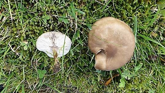 Niedriger Weichritterling, Foto 5