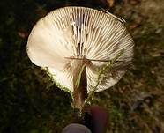 Niedriger Weichritterling, Foto 6