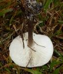 Niedriger Weichritterling, Foto 7