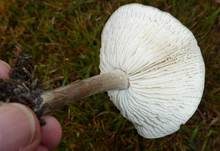 Niedriger Weichritterling, Foto 10