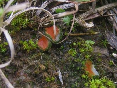 Niedrigwarziger Schildborstling, Foto 4
