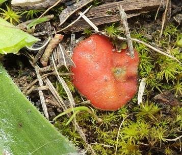 Niedrigwarziger Schildborstling, Foto 5