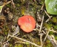 Niedrigwarziger Schildborstling, Foto 7