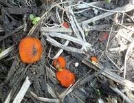 Niedrigwarziger Schildborstling, Foto 10