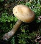 Nitratsaftling, Foto 11