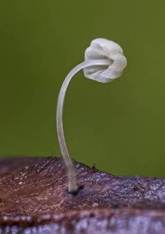 Nordischer Blatthelmling, Foto 3