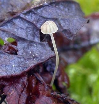 Nordischer Blatthelmling, Foto 4