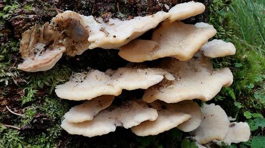 Nördlicher Porling, Foto 2